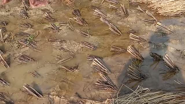 Jawad cyclon situation in my field ,odisha
