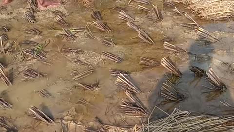 Jawad cyclon situation in my field ,odisha