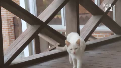 Cat Is Acting Charming To Get InTo The House! | Kritter Klub