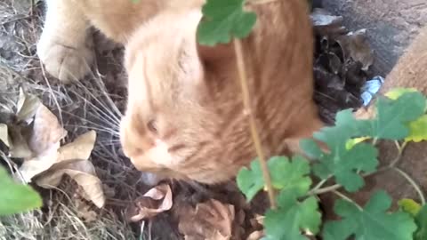 Cat food