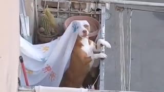 The Princess at the Balcony.