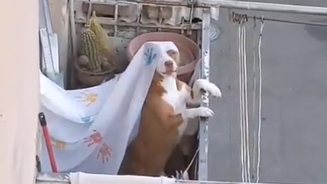 The Princess at the Balcony.