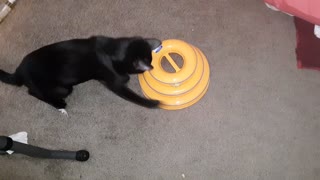 my feral rescues