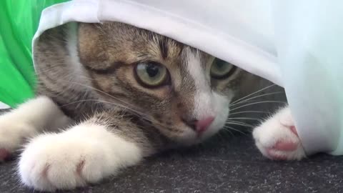 Ambush Attack from Cat Tunnel