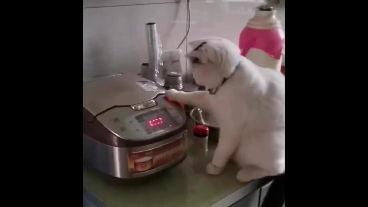 Funny Animal Video-Funniest Dogs And Cats - Best Of The 2022