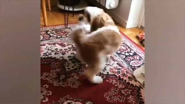 Dog bite his trunk 😀 || Funny Videos || Viral funny entertainment || Viral funny entertainment ||