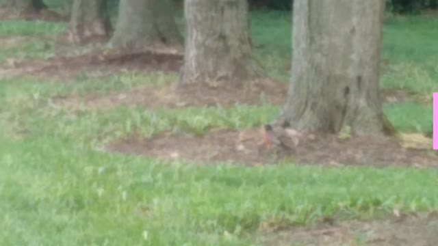 Talking To Animals 13