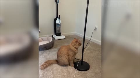 best funny cats and dogs of the month try not to laugh challenge 2020