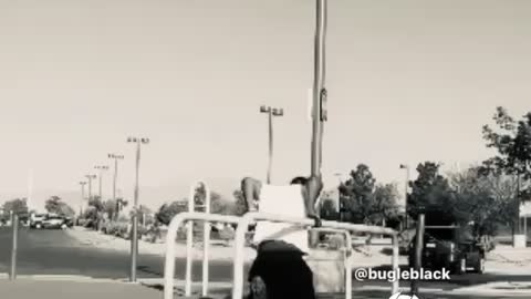 A.M.T. & Bugleblack