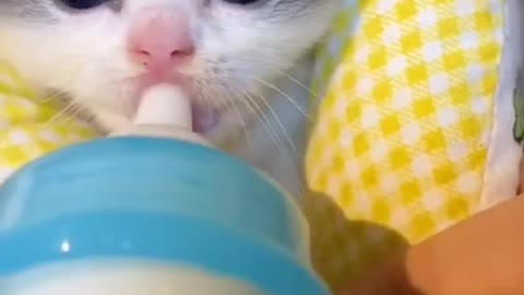 Cat loko de amor