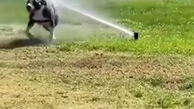 AWW SO FUNNY super cute dog 🐶🐶🐕🐕🐕