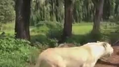 Funny Animal Video