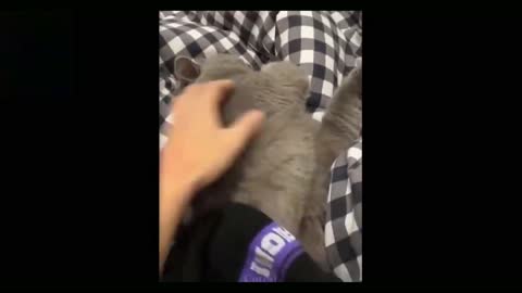 Cute cat acting