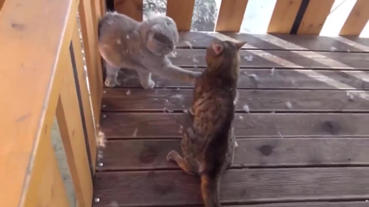 Hey hey look at this don't miss this video EPIC CAT FIGHTS _