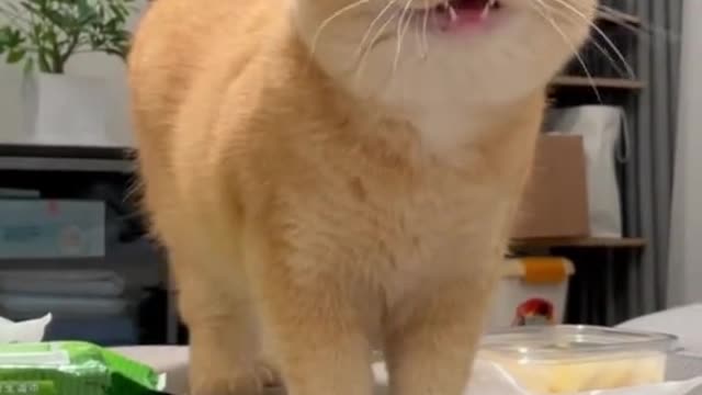 Cat meow very funny animals cat videos