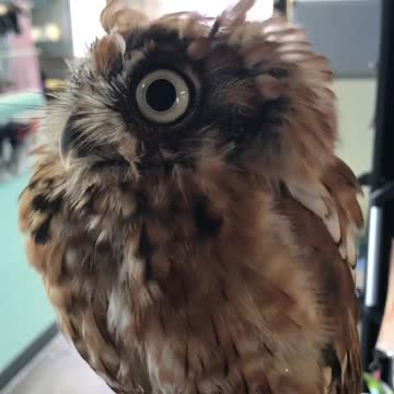 North American scoop Megascops asio