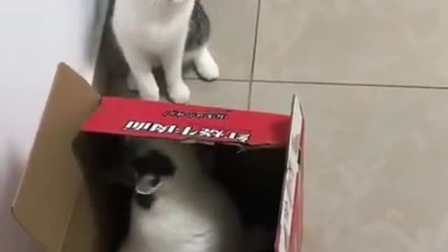 CATS will make you LAUGH YOUR HEAD OFF - Funny CAT compilation