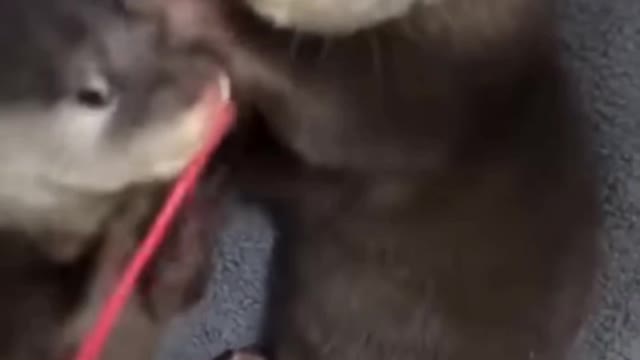 Baby Otters Playing With a Spoon