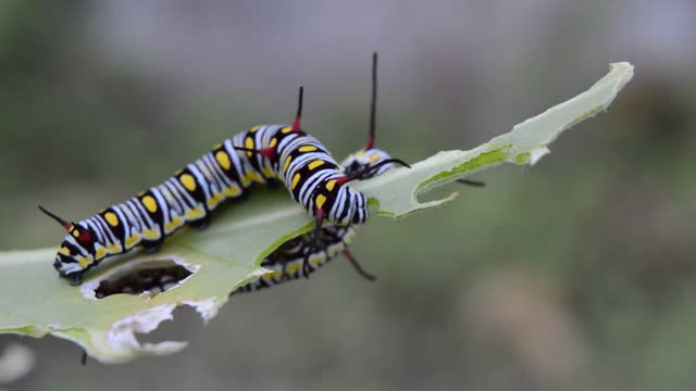 The most beautiful types of insects