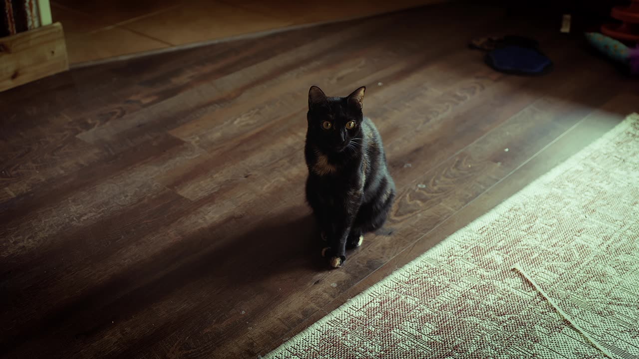 Test Video Clip - Loki, Color Graded for Cinema, Natural Light