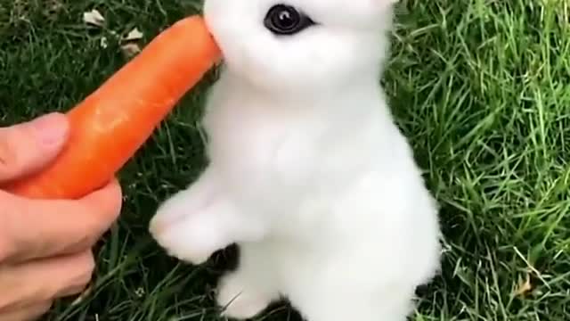 2021 Wow what a cute rabbit so cute and so beautiful