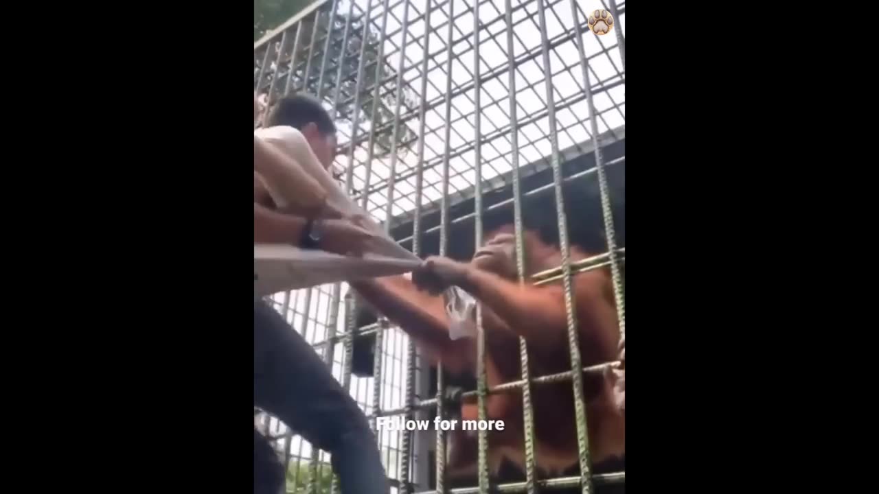 New Funny Animals π Funniest Cats and Dogs Videos πΊπΆ