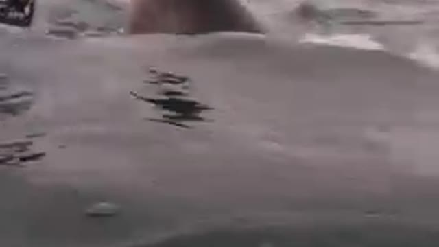 Great White Shark popping head up