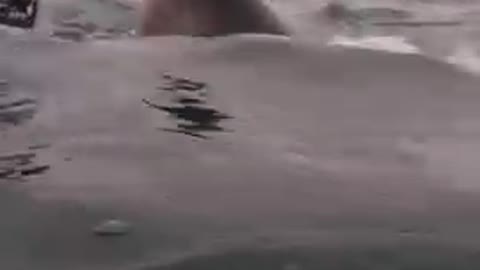 Great White Shark popping head up
