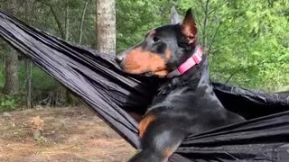 Happy Dog Relaxes in Hammock