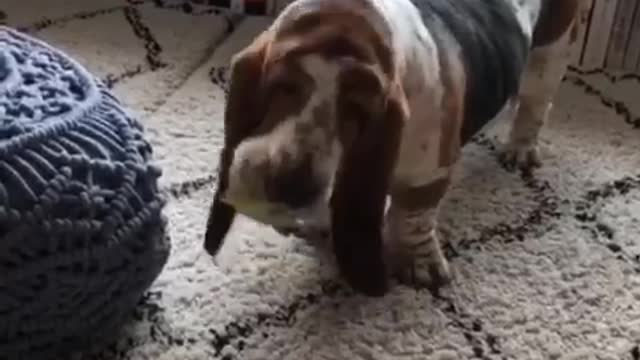 Dog loves squeeky ball