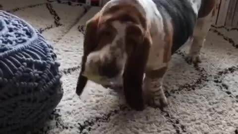 Dog loves squeeky ball