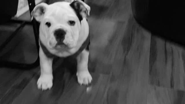 English Bulldog in Skateboard