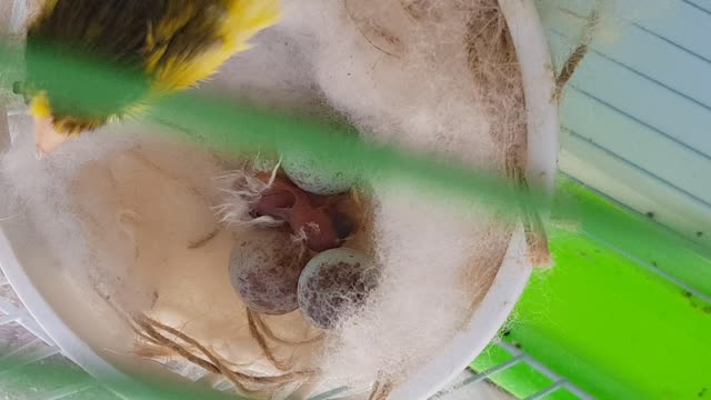 The life of a baby canary | episode 3