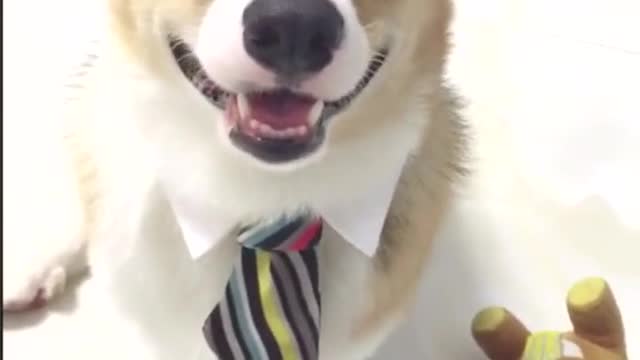 cutes dogs | cutest dog in the world | cute dog clip 2021