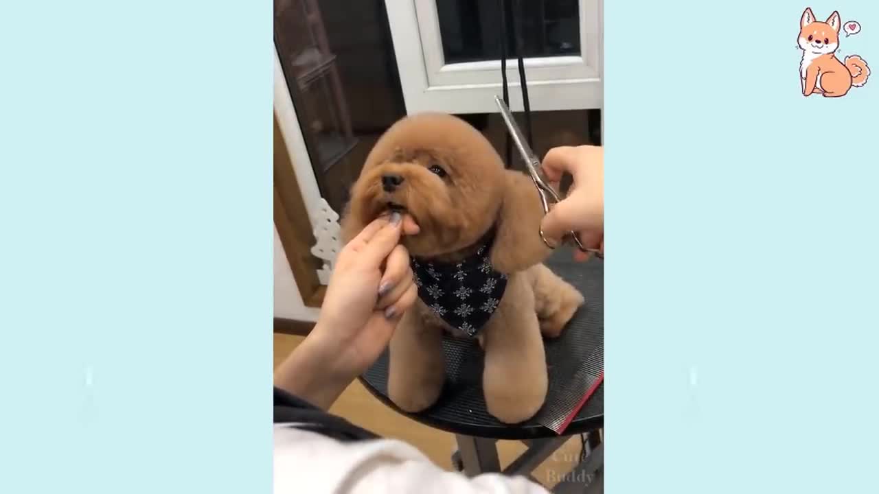 Puppys cut