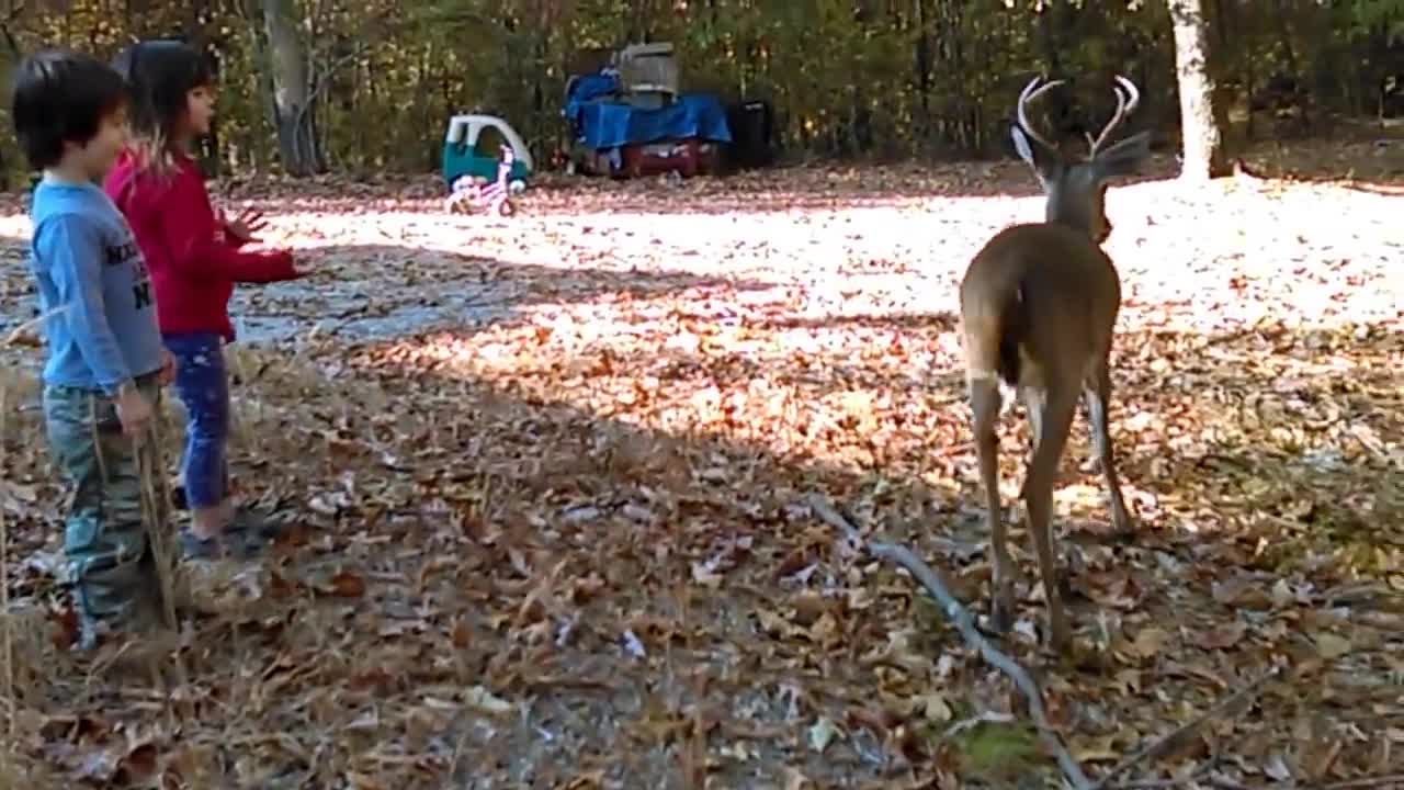 Super Friendly Wild Deer Lets Kids Pat It