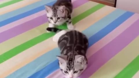 ✨TWO Funny CUTE Kittens PLAYA FUN LITTLE GAME WITH HUMAN✨