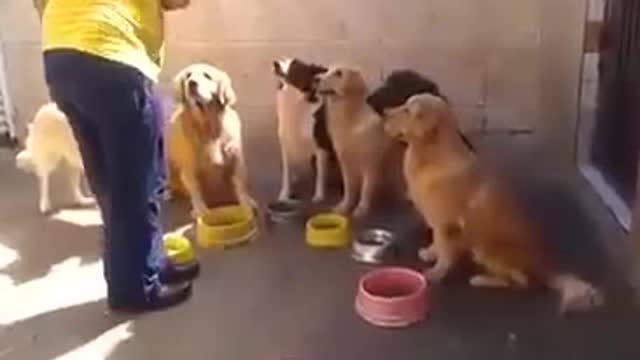 discipline dogs