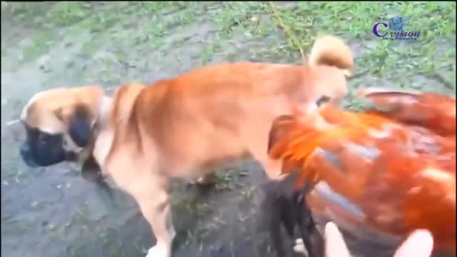 Rooster mating a cat,dog and rooster mating,cat mating,animals making love unsual behaviour.