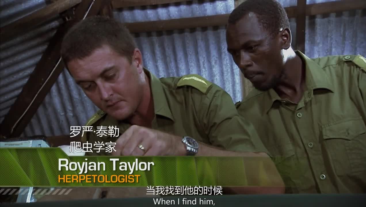 Wild Nights Episode 11 Bulging Viper, the deadliest snake