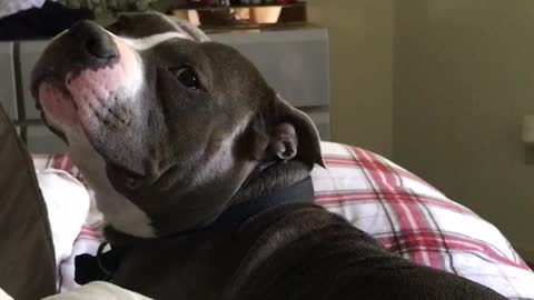 Pitbull enjoys back scratch