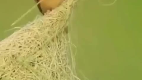 Natural builder and talented BIRD make their nest for egg as House