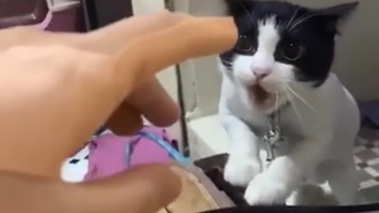 Funny cats