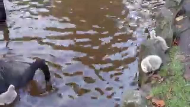 Mother Black Swan Is Patient with their child