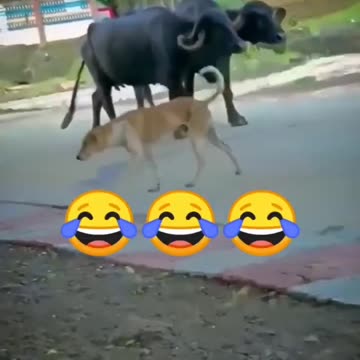 Dogendraa Bahuubaliii 😂😂 #viral #viralvideo #shorts #short #shortvideo #trending #dog #buffalo