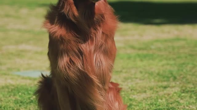 Baby Dogs - Cute and Funny Dog Videos Compilation #7