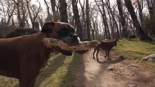 Intelligent Boxer Dog in a forest Slow Motion Dog training #shorts #movementswithdogs