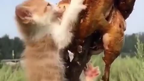 The cat eats the hen