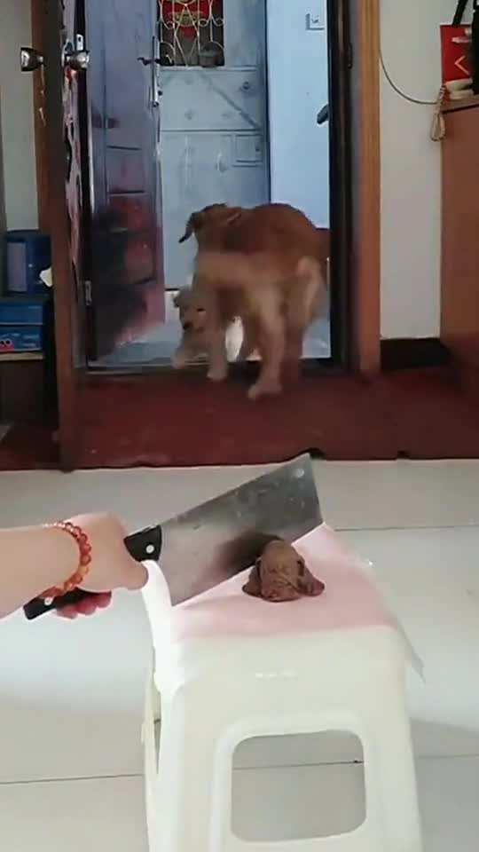 Very funny dogs moment #shorts