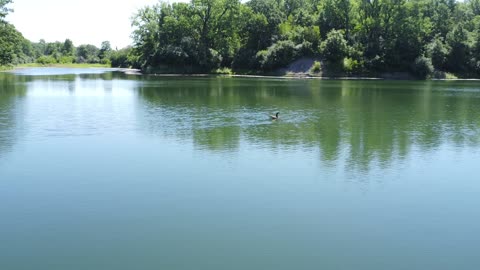 Geese swimming